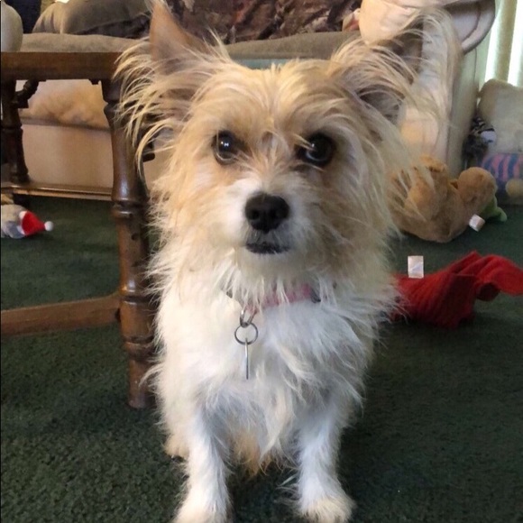 Custom pet portrait - Picture 4 of 6